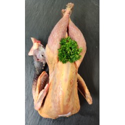 Pintade issue d'une...
